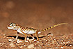 Dune sand gecko