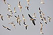 Brown Boogy in a flock of slender-billed gulls