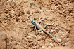 The male of the sinai agama becomes blue during the breeding season.