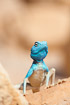 The male of the sinai agama becomes blue during the breeding season.