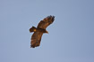 Steppe Eagle - adult/subadult bird