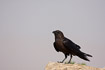 Photo ofBrown-necked Raven (Corvus ruficollis). Photographer: 