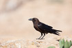 Photo ofBrown-necked Raven (Corvus ruficollis). Photographer: 
