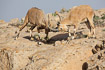 Foto af Nubisk stenbuk (Capra nubiana). Fotograf: 