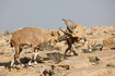 Fighting males of nubian ibexes