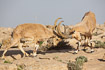 Foto af Nubisk stenbuk (Capra nubiana). Fotograf: 