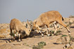 Kmpende hanner af nubisk stenbuk