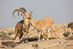 Kmpende hanner af nubisk stenbuk