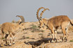Fighting males of nubian ibexes