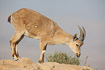Photo ofNubian ibex (Capra nubiana). Photographer: 