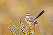 Photo ofScrub Warbler (Scotocerca inquieta). Photographer: 
