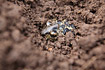 Common spadefoot toad burying it self