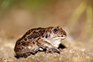 Common spadefoot toad