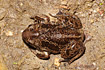 Spadefoot toad seen from above