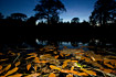 Night image of an male european tree frog