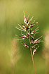 Photo ofBulbous Meadow-Grass (Poa bulbosa). Photographer: 