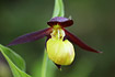 A flower of the orchid ladys slipper