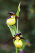 The orchid ladys slipper