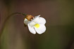 Flower of Alpine Butterwort