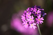 Foto af Melet Kodriver (Primula farinosa). Fotograf: 