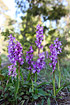 Early-purple orchids