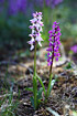 A pale form of an early-purple orchid