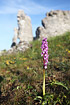 Military orchid and limestone fromations called "Rauker" in Gotland. These formations are remaining hard materials from ancient coral reefs where softer materials have been eroded away by wawes, ice and tidal fluctuations over long time.