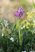 Photo ofMilitary Orchid (Orchis militaris). Photographer: 