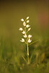 Photo ofNarrow-leaved Helleborine (Cephalanthera longifolia). Photographer: 