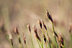 Photo ofBrown bog-rush (Schoenus ferrugineus). Photographer: 