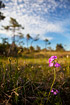 Foto af Melet Kodriver (Primula farinosa). Fotograf: 