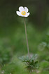 Photo ofSnowdrop Anemone (Anemone sylvestris). Photographer: 