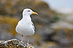 Herring Gull - adult