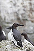 Common Guillemot seen from its back.
