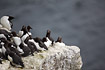 Common Guillemots on a breeding cliff.