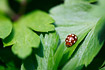 Photo ofCream-spot Ladybird (Calvia 14-guttata/Calvia quatordecimguttata). Photographer: 
