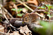 Bank vole eating