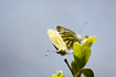 Mating green-veined whites