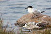 Young sandwich tern with an adult in the background.