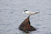 Adult sandwich tern with a fish in its bill.