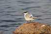 Young sandwich tern with a ring on its leg.