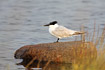 Adult sandwich tern with a ring on its leg.