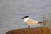 Adult sandwich tern with a ring on its leg.