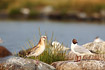 Black-headed gulls - young and adult