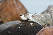Young sandwich tern stretching its wing