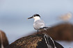 Photo ofSandwich Tern (Sterna sandvicensis). Photographer: 
