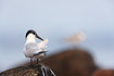 Sandwich tern during plumage maintenance