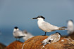 Sandwich tern chick with a parent