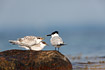 Sandwich tern chick with a parent