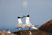 Sandwich Tern pair